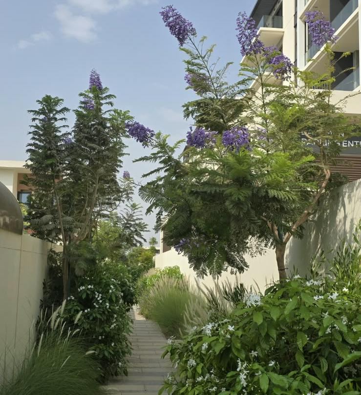Al Mouj: Flowering shrub planting